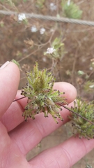 Cordylanthus rigidus setigerus