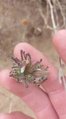 Cordylanthus rigidus setigerus