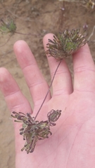 Cordylanthus rigidus setigerus