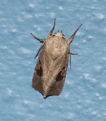 Hypotrix lunata