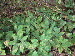 Aegopodium podagraria