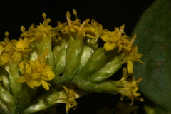 Solidago sphacelata