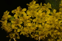 Solidago sphacelata