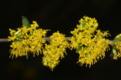 Solidago sphacelata