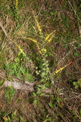 Solidago sphacelata