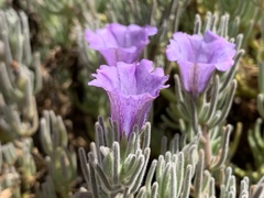 Nolana stenophylla