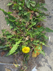 Taraxacum officinale