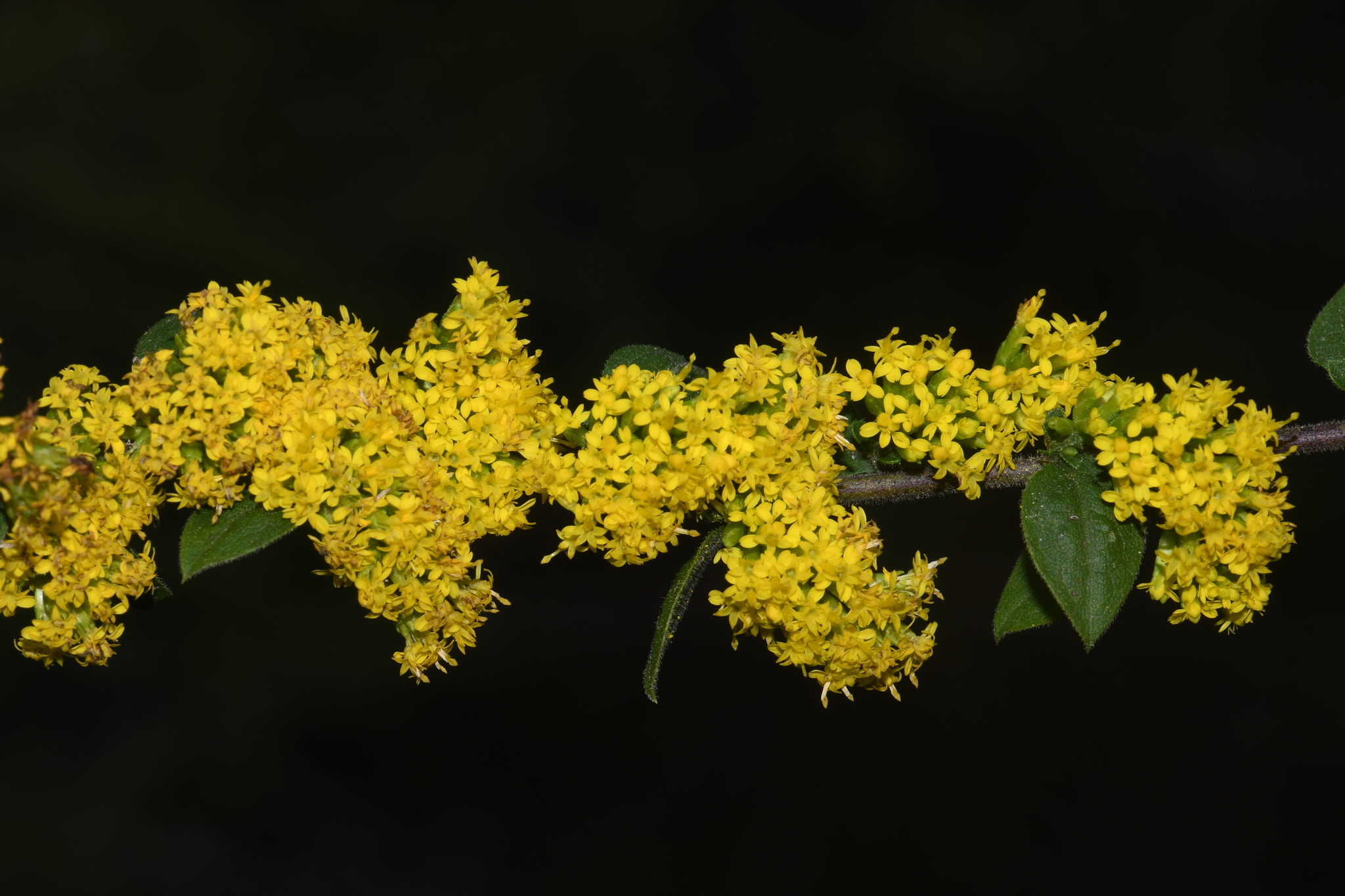 Solidago sphacelata