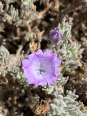 Nolana stenophylla