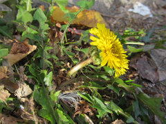 Taraxacum officinale