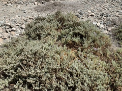 Nolana stenophylla