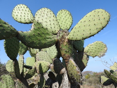 Opuntia