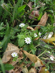 Stellaria aquatica