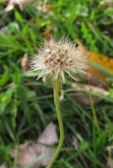 Scorzoneroides autumnalis