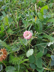 Trifolium hybridum