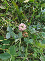 Trifolium hybridum