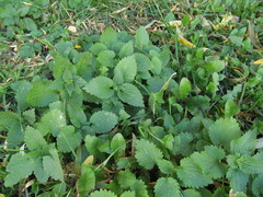 Lamium album