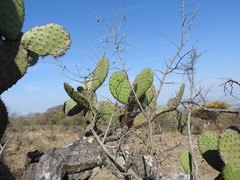 Opuntia