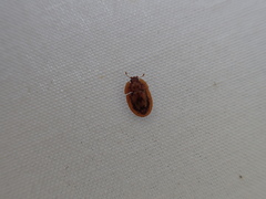 Macleayania amphotiformis