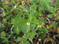 Galinsoga quadriradiata