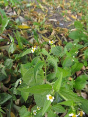 Galinsoga quadriradiata
