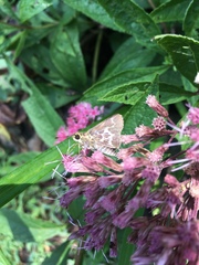 Amblyscirtes aesculapius