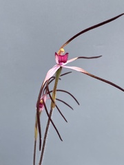 Caladenia versicolor