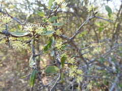 Forestiera phillyreoides