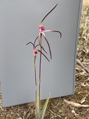 Caladenia versicolor