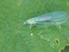 Pseudomallada flavifrons