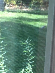 Melanerpes carolinus