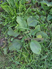Plantago major