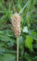 Plantago lanceolata