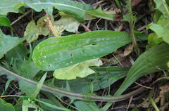 Plantago lanceolata