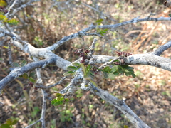 Forestiera phillyreoides