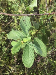 Colubrina cubensis subsp. floridana image
