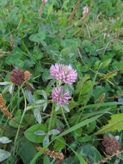Trifolium pratense