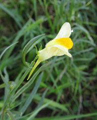 Linaria vulgaris