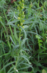 Linaria vulgaris