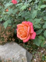 Rosa