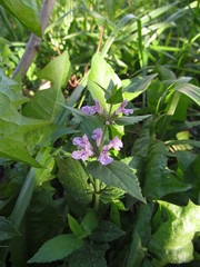 Stachys palustris