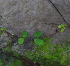 Adiantum meishanianum