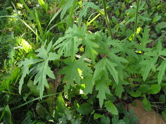 Heracleum sphondylium sibiricum