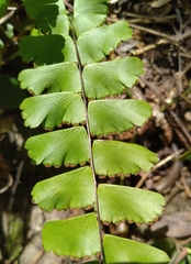 Adiantum meishanianum