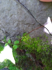 Adiantum meishanianum