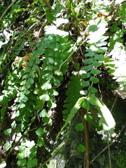 Adiantum meishanianum