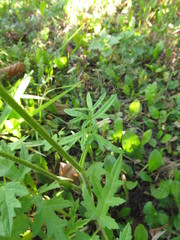 Heracleum sphondylium sibiricum