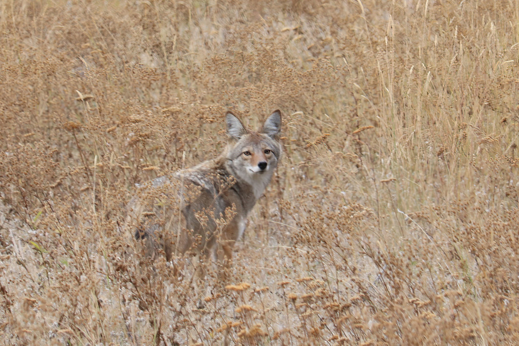 Mountain Coyote