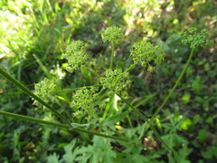 Heracleum sphondylium sibiricum