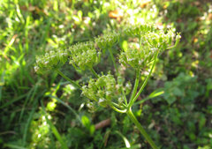 Heracleum sphondylium sibiricum